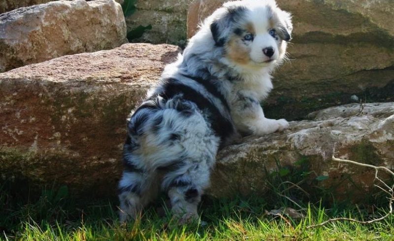 chiot berger americain miniature disponible
